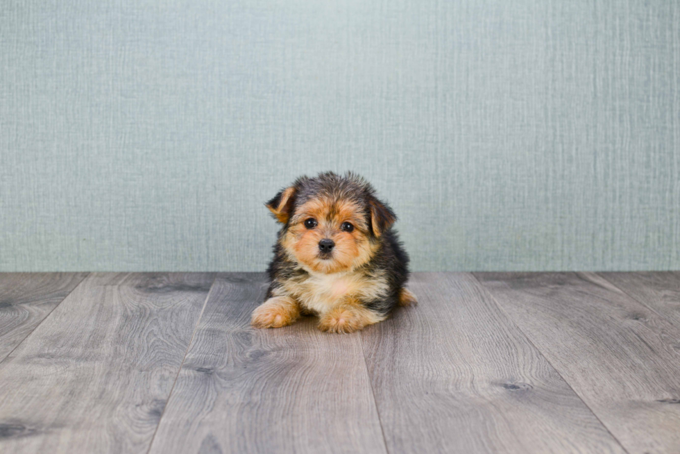 Meet Goldie - our Yorkshire Terrier Puppy Photo 