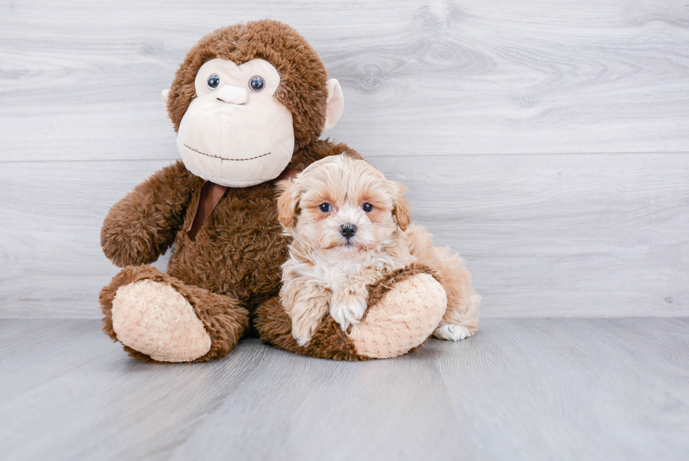 Teddy Bear Pup Being Cute