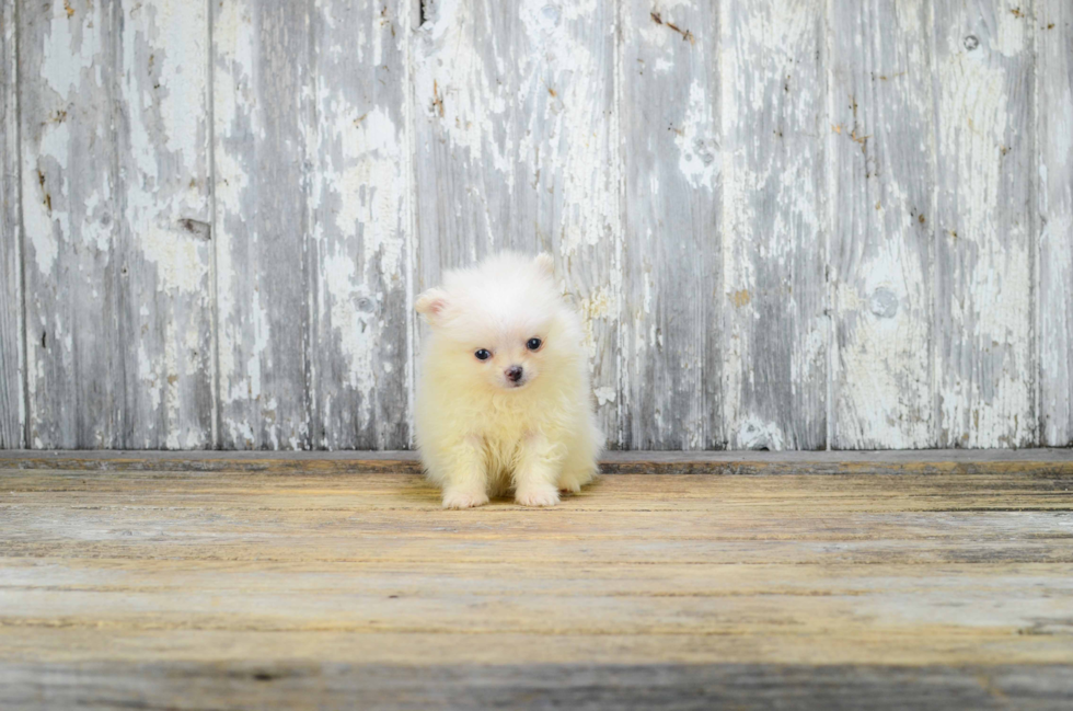 Pomeranian Puppy for Adoption