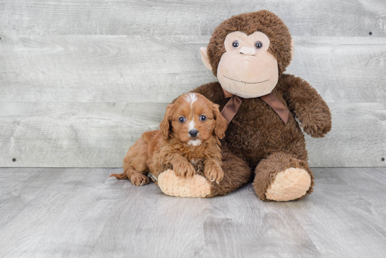 Happy Cavapoo Baby