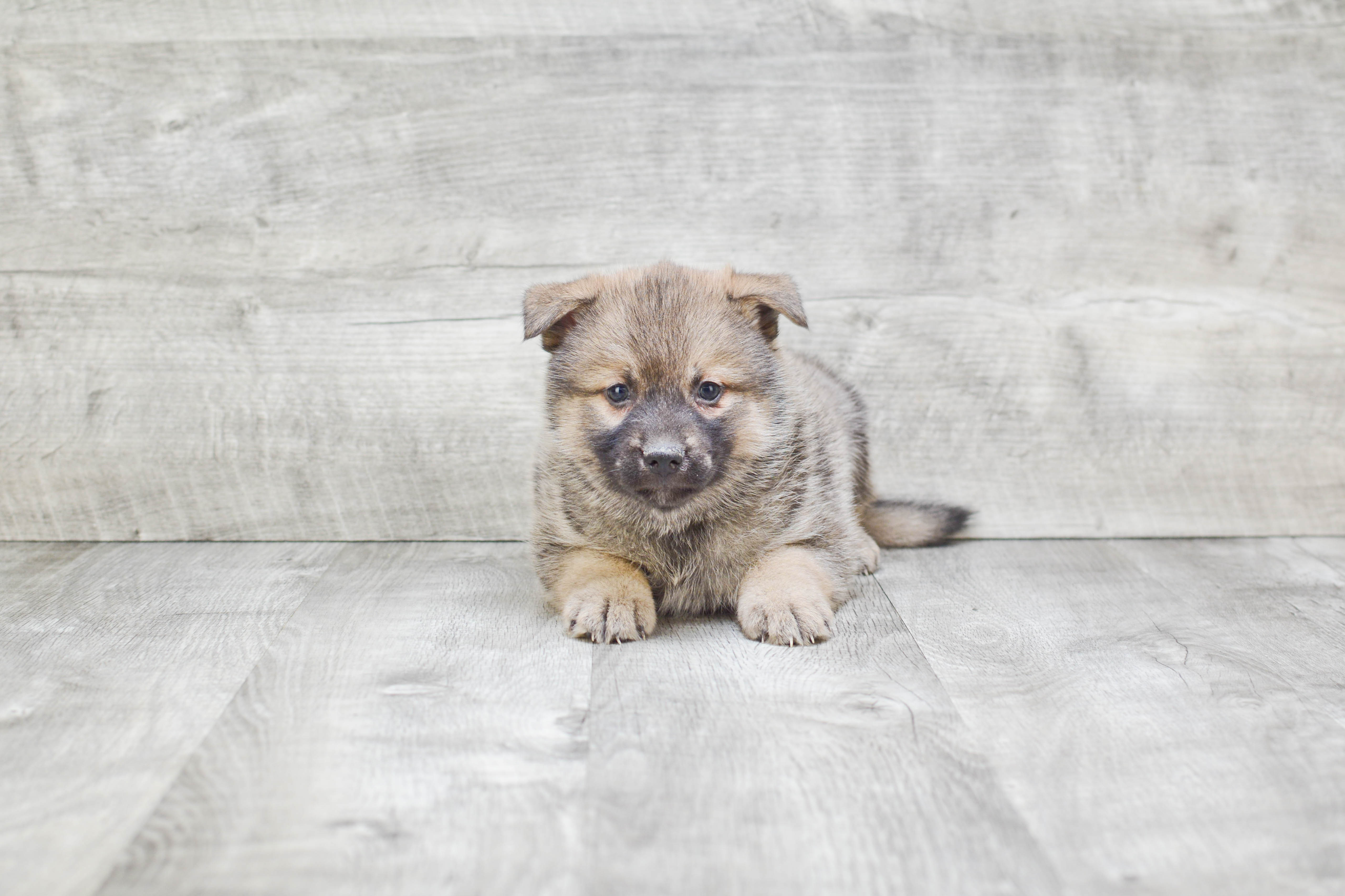 Best Pomsky Baby
