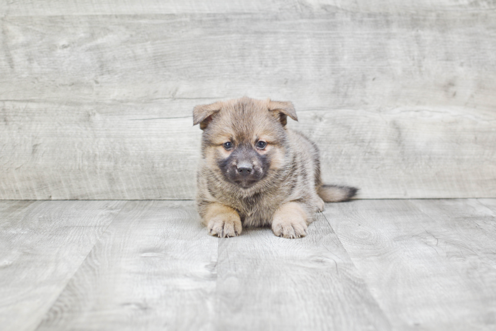 Best Pomsky Baby