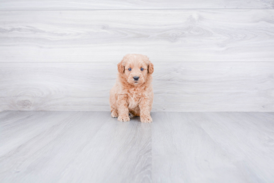 Playful Golden Retriever Poodle Mix Puppy