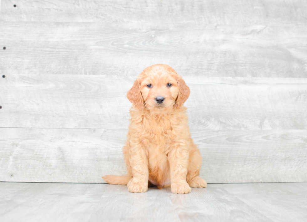 Funny Mini Goldendoodle Poodle Mix Pup