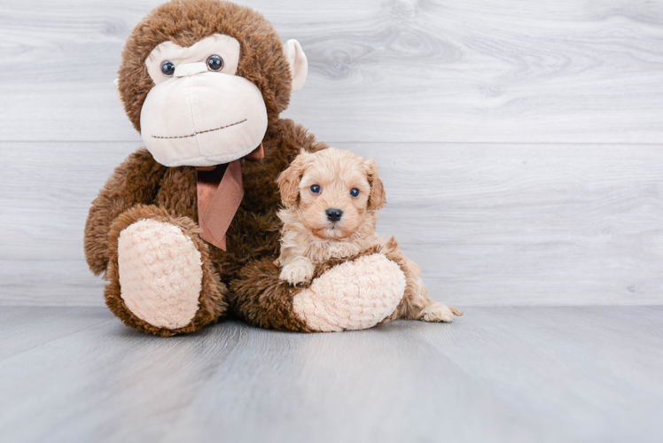 Energetic Cavoodle Poodle Mix Puppy