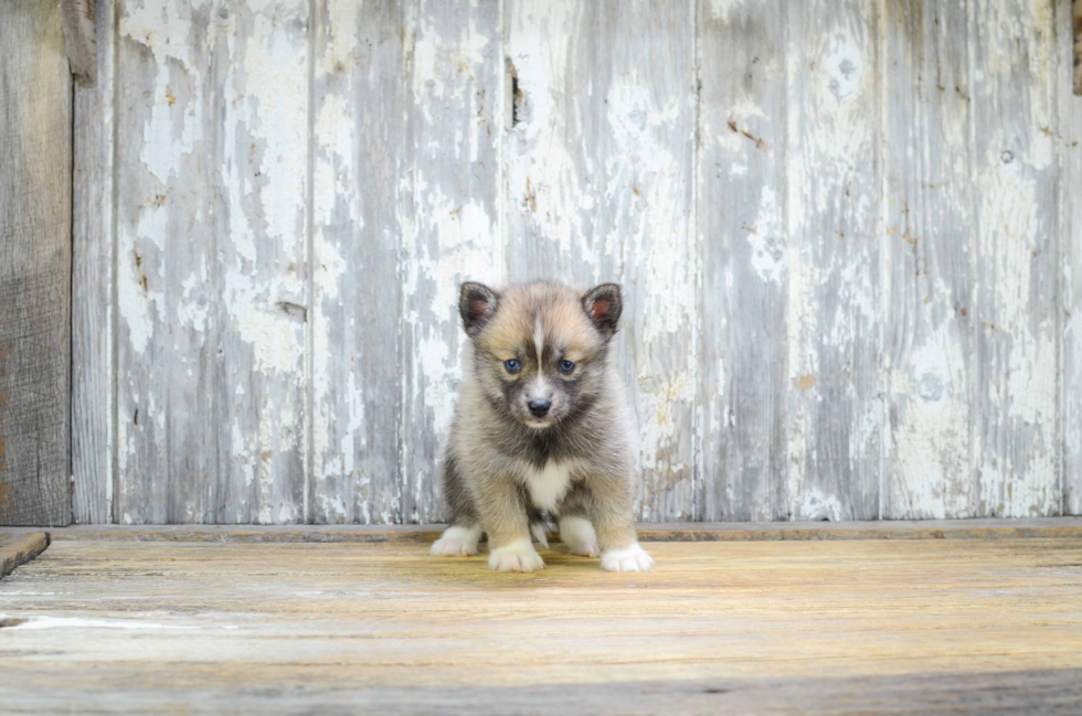 Pomsky Puppy for Adoption