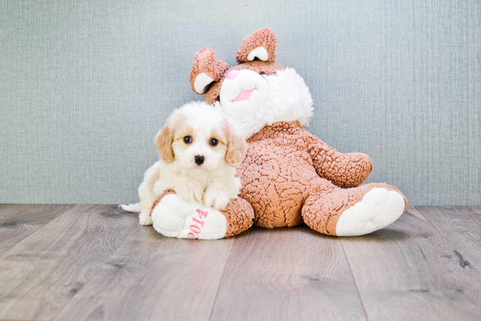 Popular Cavachon Designer Pup