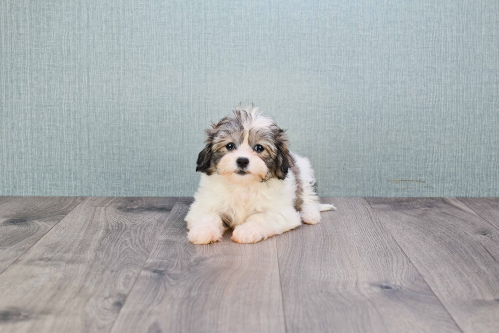 Teddy Bear Pup Being Cute