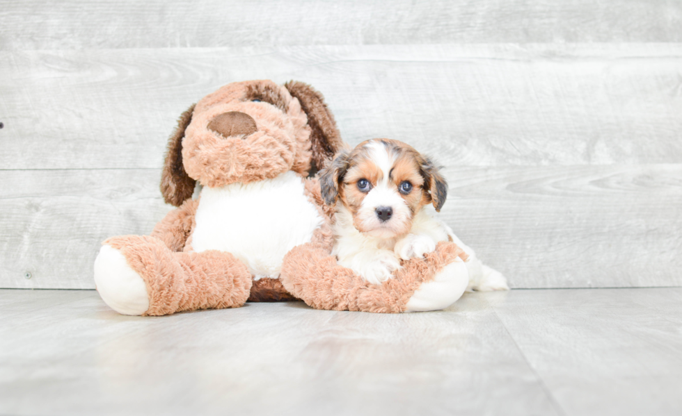 Happy Cavachon Baby