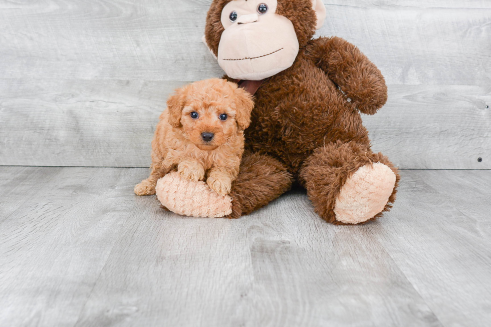 Mini Goldendoodle Pup Being Cute