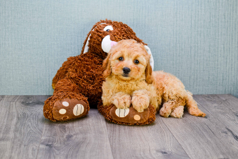 Mini Goldendoodle Pup Being Cute