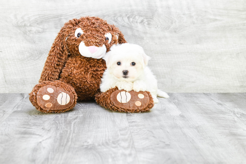 Happy Maltese Purebred Puppy