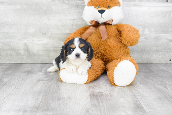 Funny Cavalier King Charles Spaniel Baby