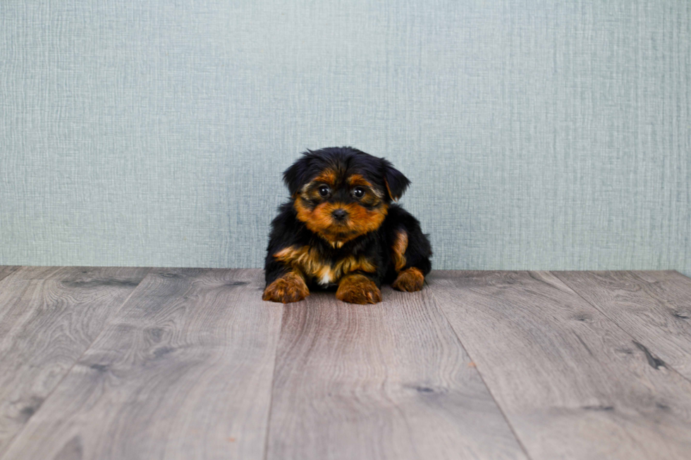 Meet Twinkle - our Yorkshire Terrier Puppy Photo 