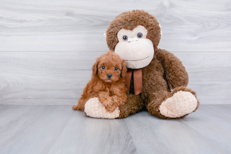 Adorable Cavoodle Poodle Mix Puppy