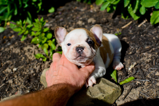 French Bulldog Pup Being Cute