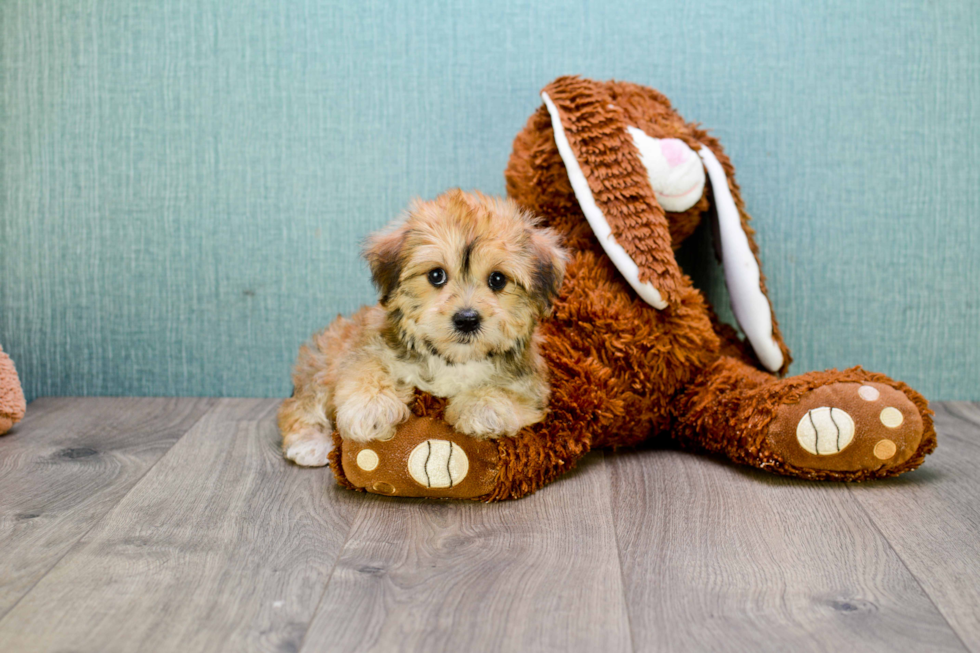 Cute Morkie Baby