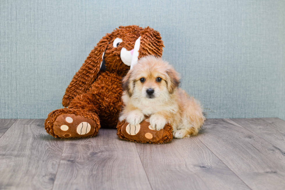 Little Yorkie Designer Puppy