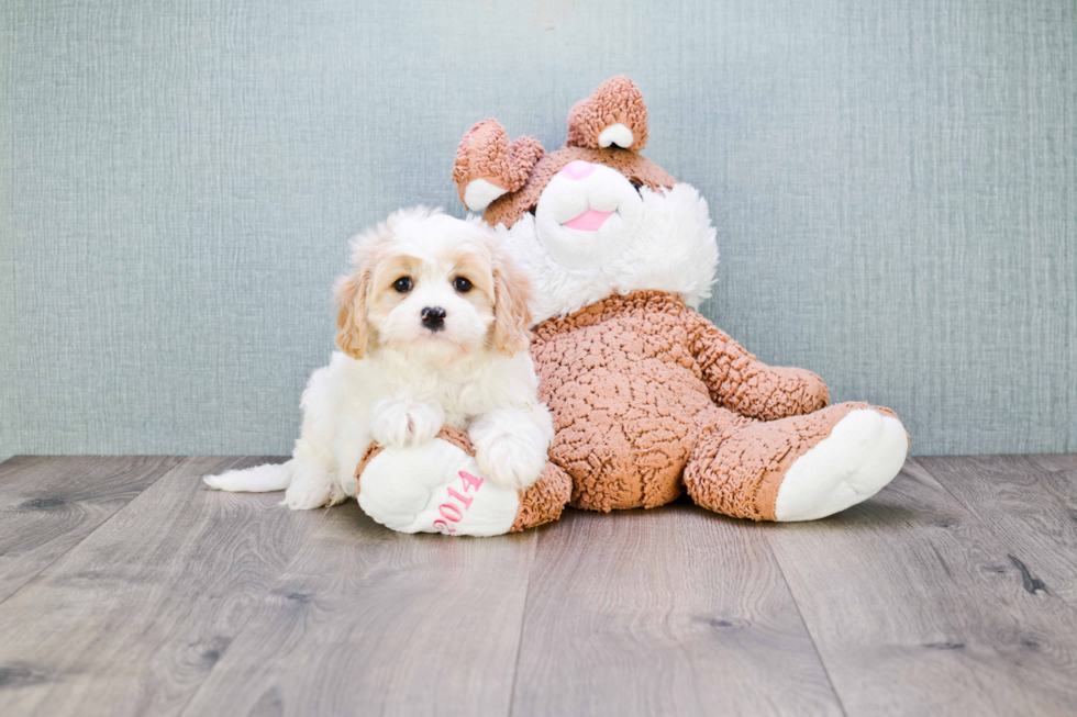 Cavachon Pup Being Cute