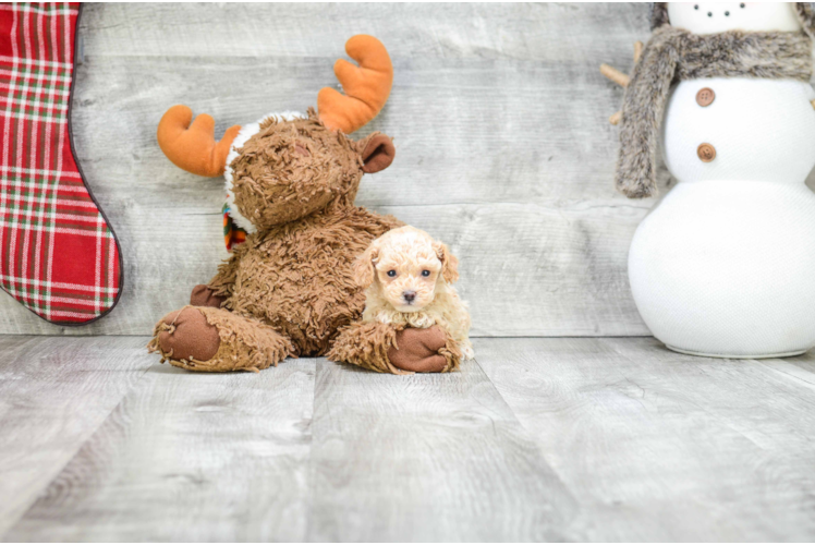 Poodle Puppy for Adoption