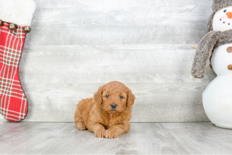 Adorable Golden Retriever Poodle Mix Puppy