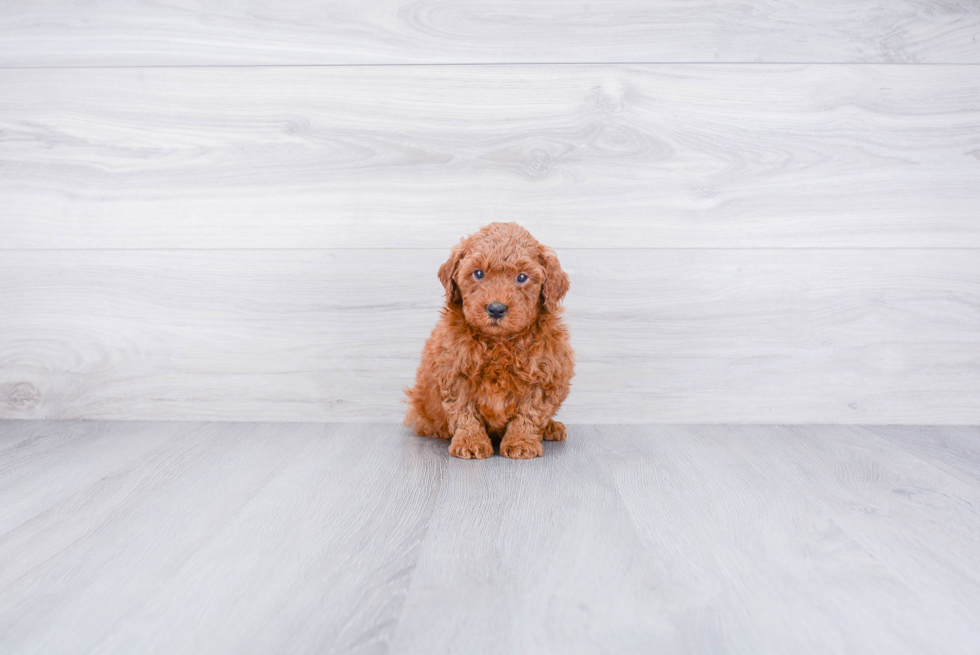 Best Mini Goldendoodle Baby