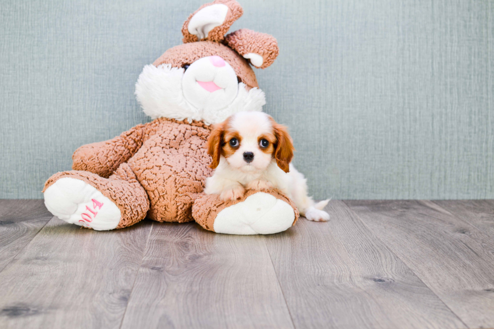 Best Cavalier King Charles Spaniel Baby