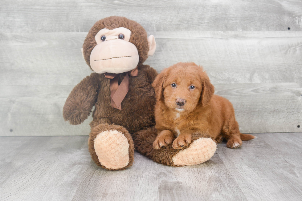 Mini Goldendoodle Pup Being Cute