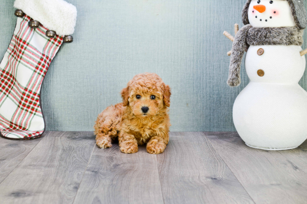 Little Cavoodle Poodle Mix Puppy