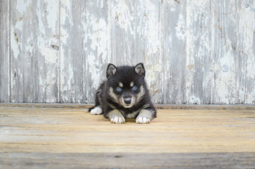 Pomsky Puppy for Adoption