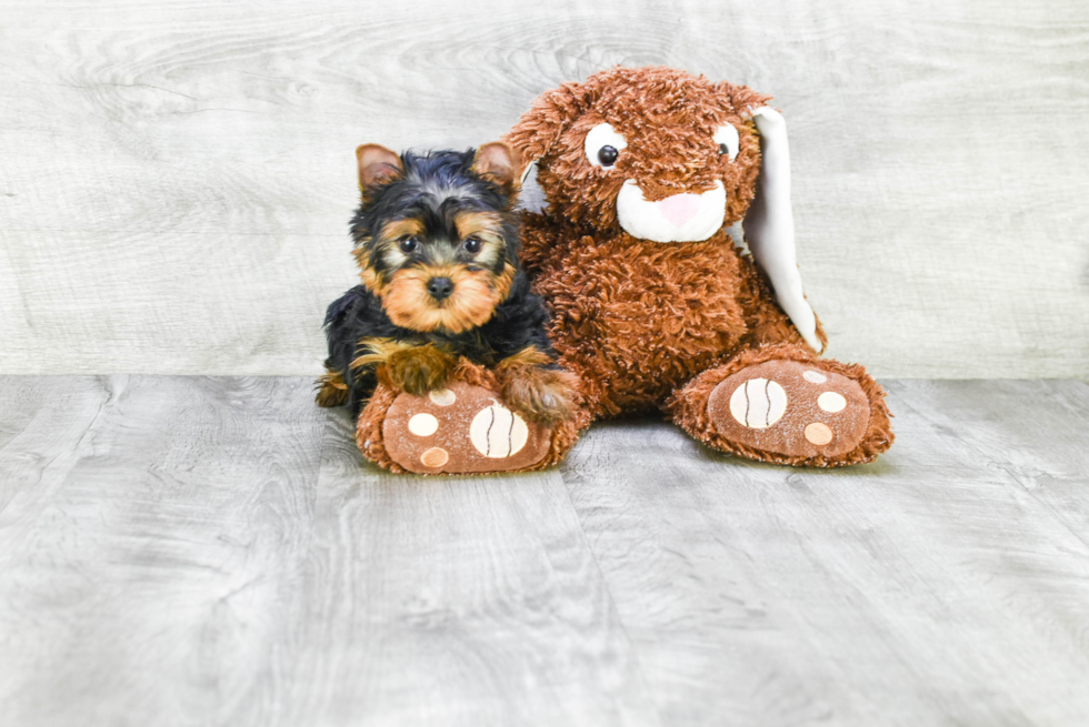 Meet Joey - our Yorkshire Terrier Puppy Photo 