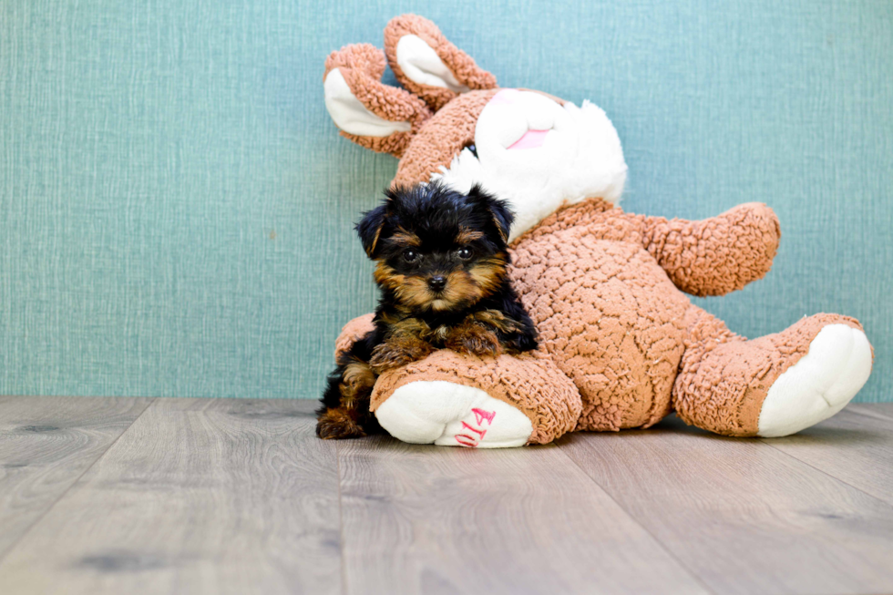 Meet Bella - our Yorkshire Terrier Puppy Photo 