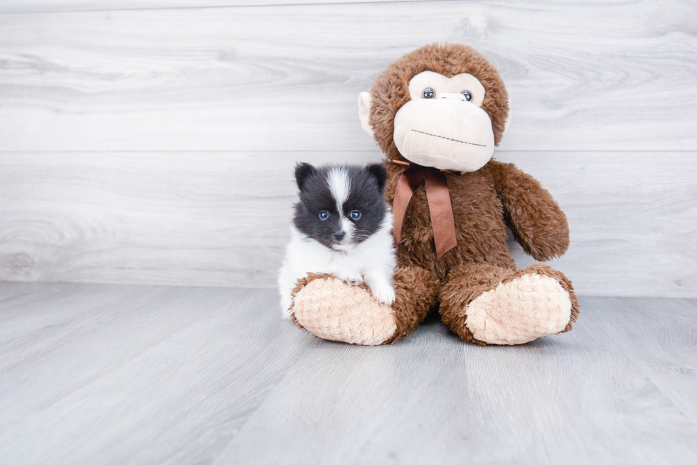 Sweet Pomeranian Purebred Puppy