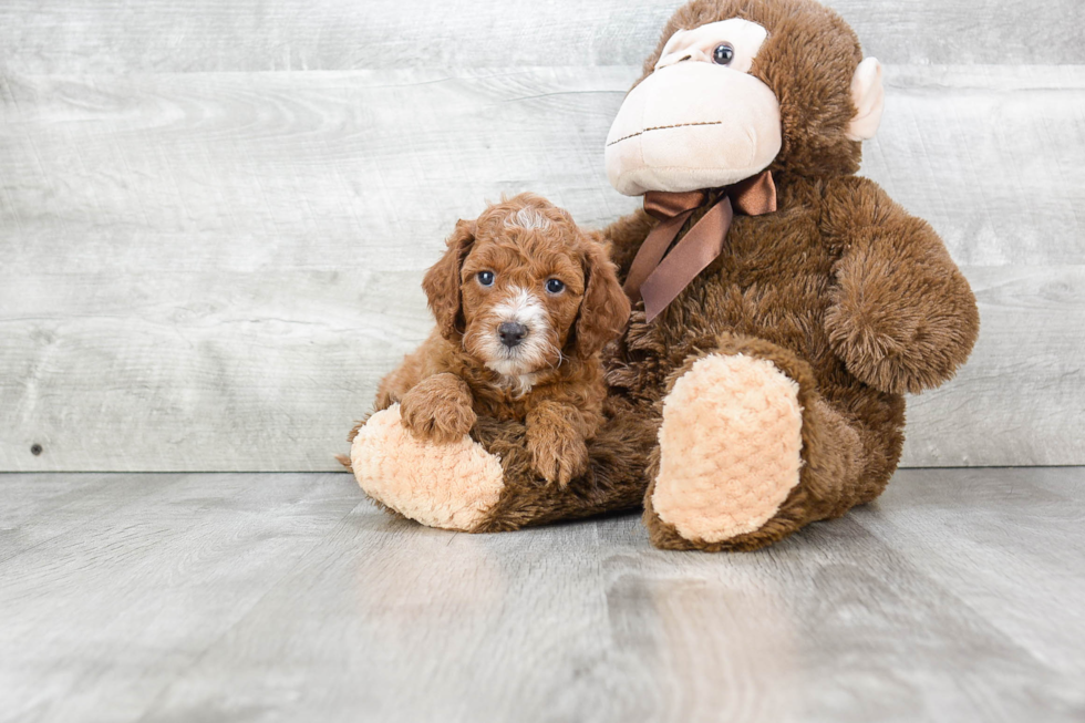 Petite Mini Goldendoodle Poodle Mix Pup