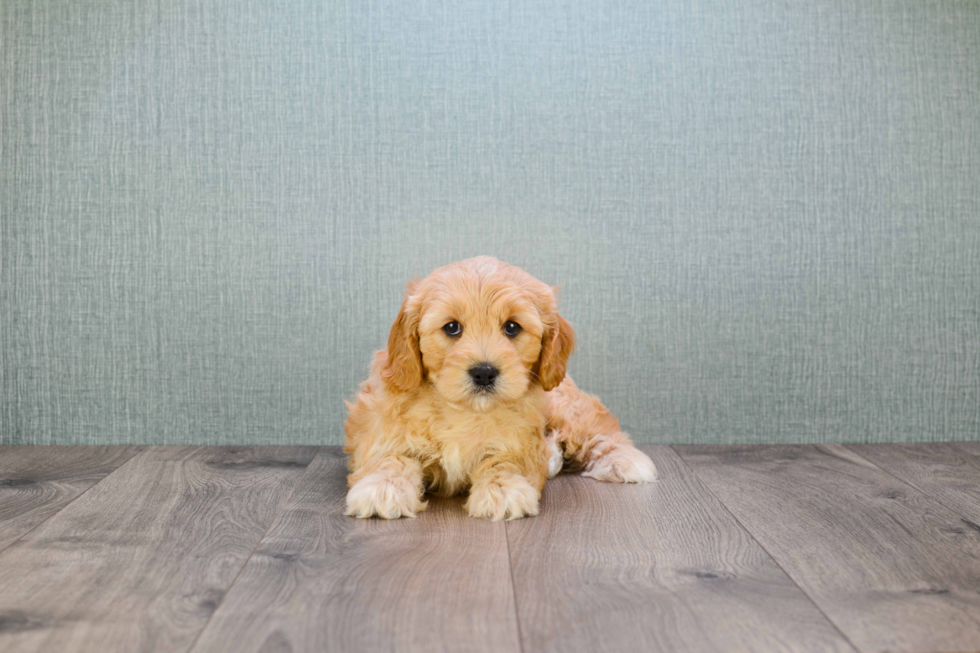 Adorable Cavoodle Poodle Mix Puppy