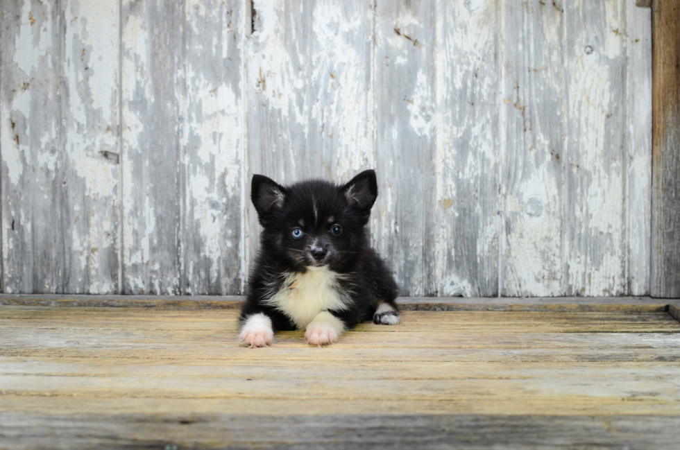 Pomsky Puppy for Adoption