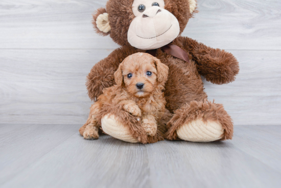 Cavapoo Pup Being Cute