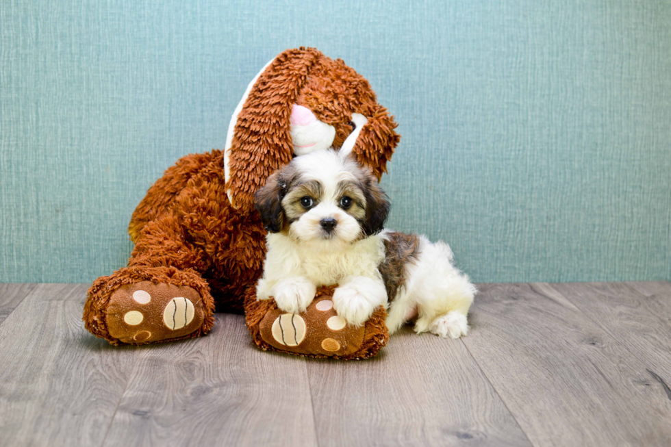 Sweet Cavapoo Baby