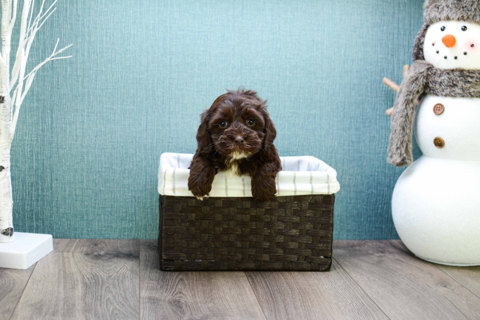 Small Cavapoo Baby