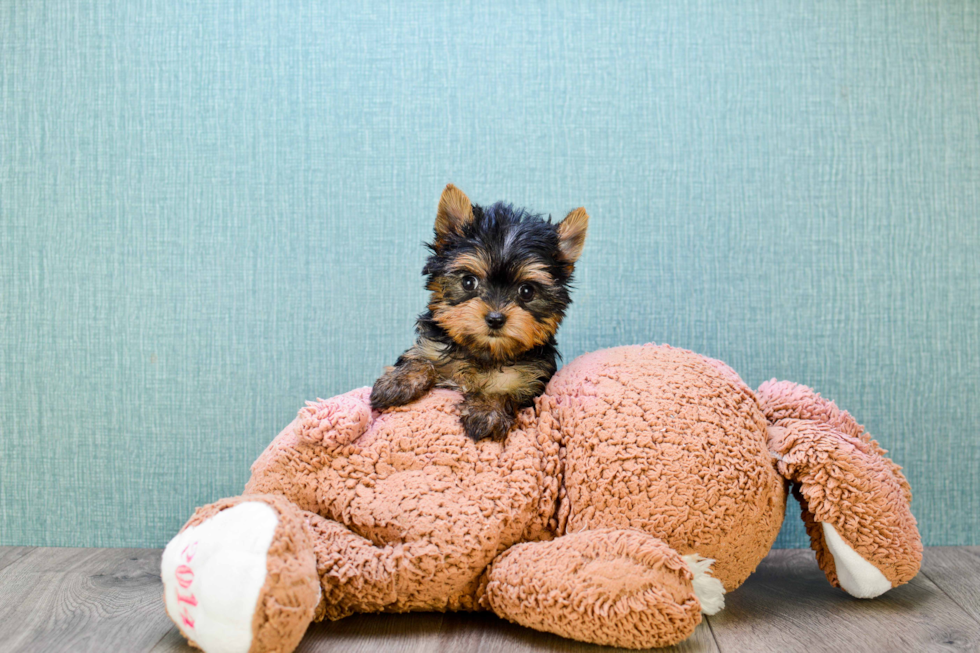 Meet Twinkle - our Yorkshire Terrier Puppy Photo 