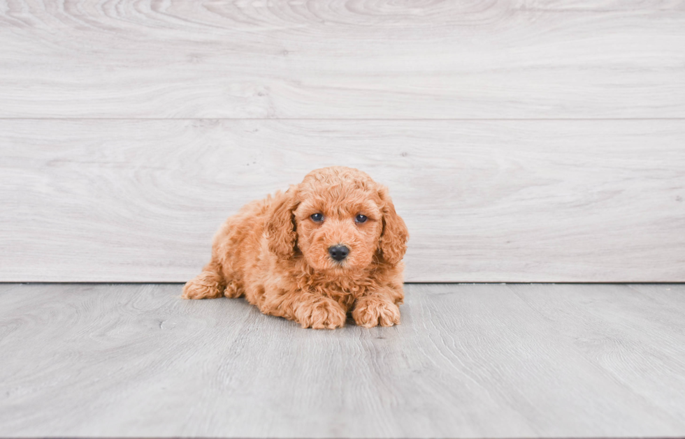 Best Mini Goldendoodle Baby