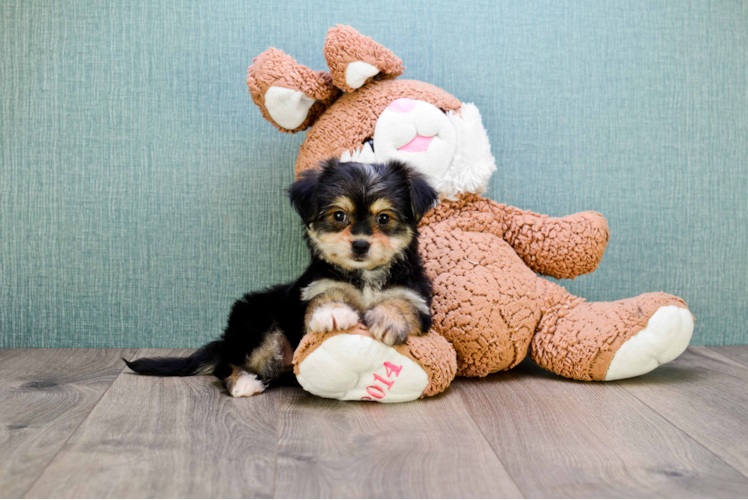 Cute Morkie Baby