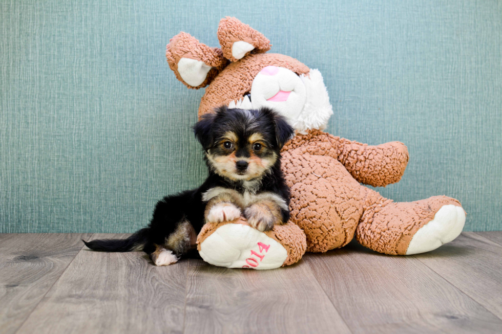 Cute Morkie Baby