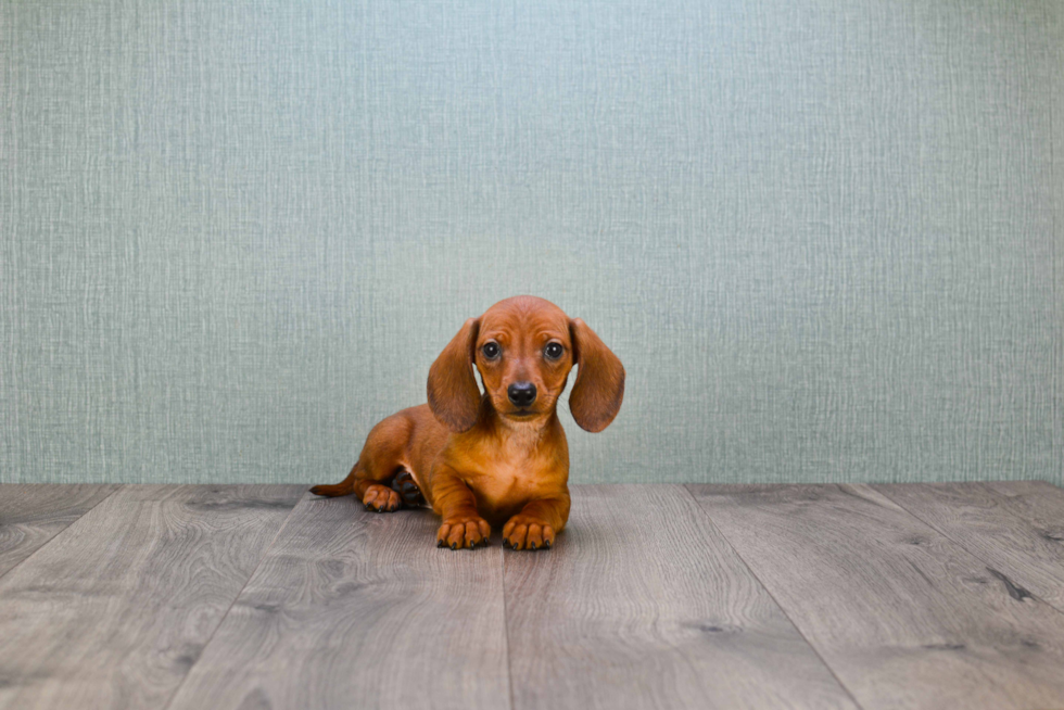 Dachshund Puppy for Adoption