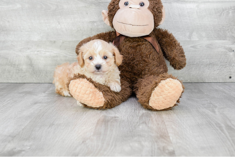 Small Maltipoo Baby