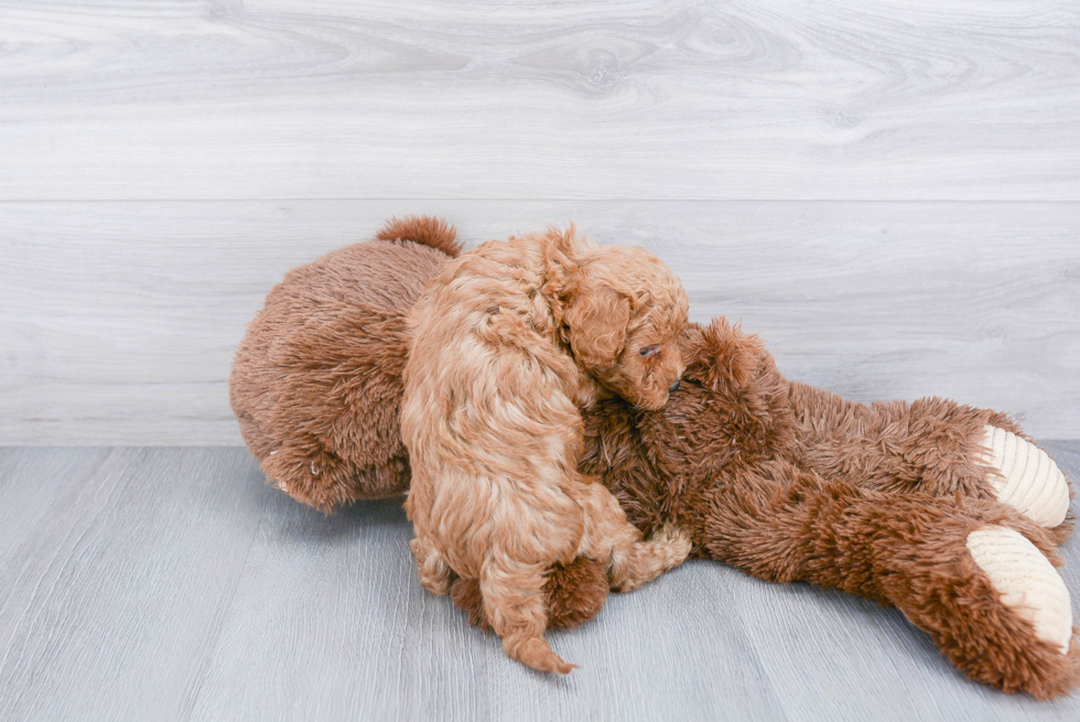 Small Cavapoo Baby