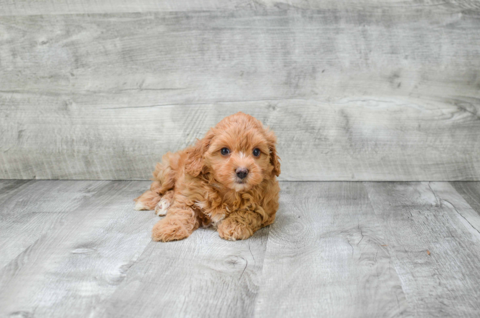 Playful Cavoodle Poodle Mix Puppy