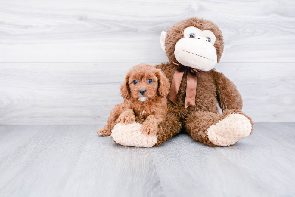 Little Cavoodle Poodle Mix Puppy