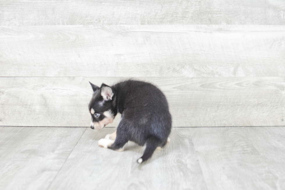 Popular Pomsky Designer Pup