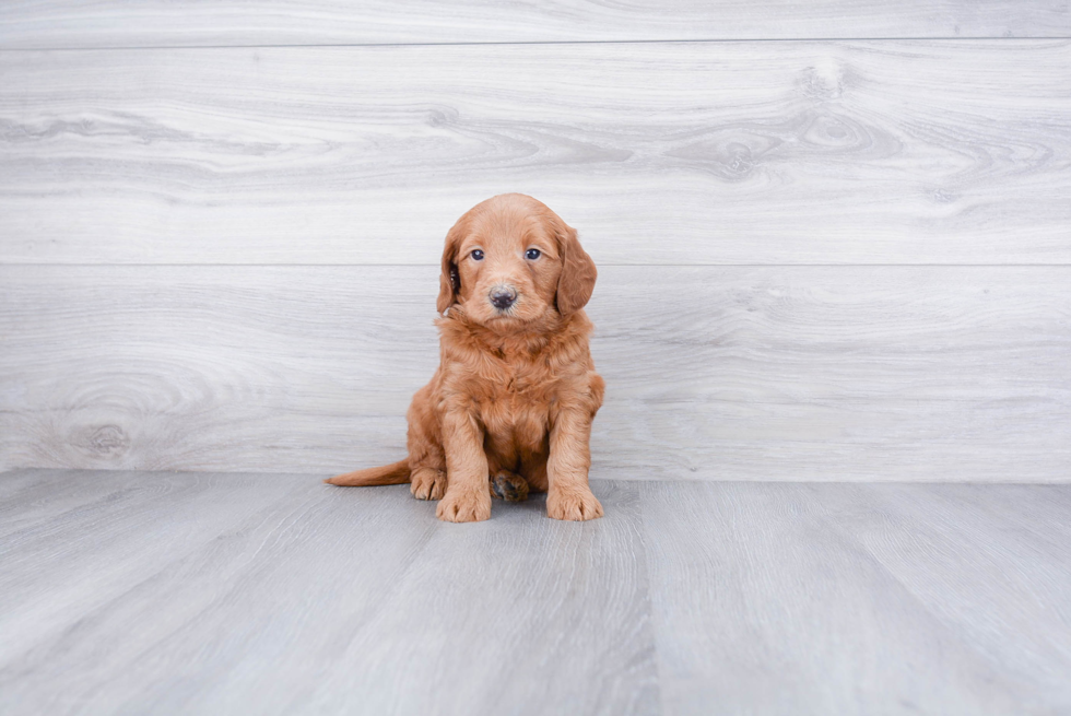 Mini Goldendoodle Puppy for Adoption